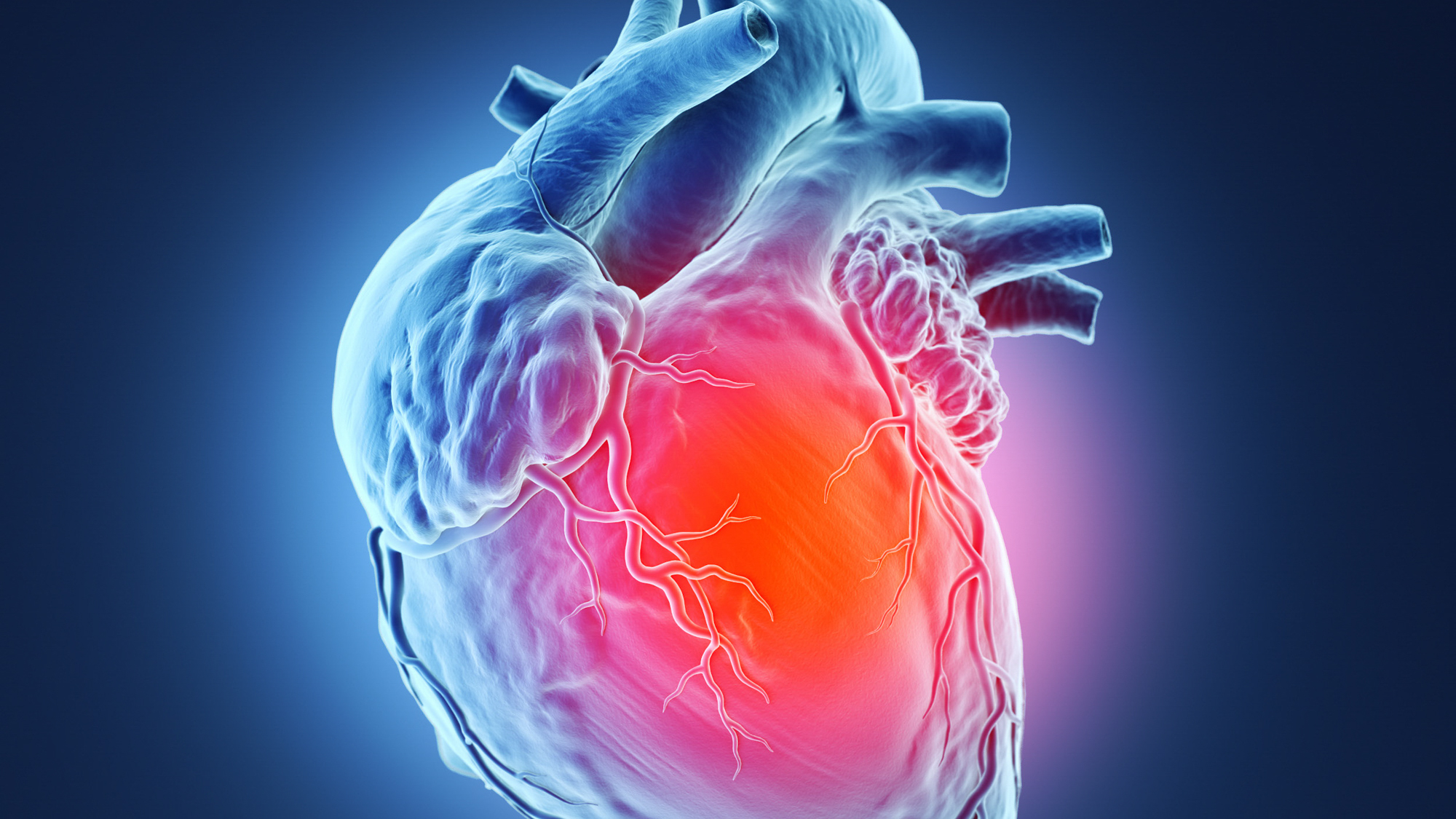 3D model of a heart